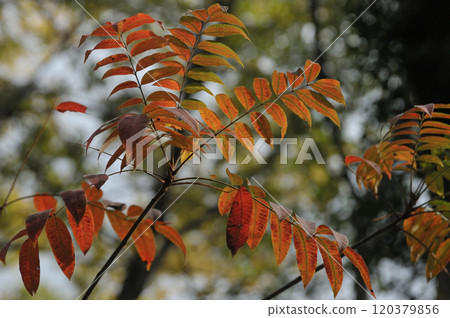 maple, yellow leafe, autumn 120379856