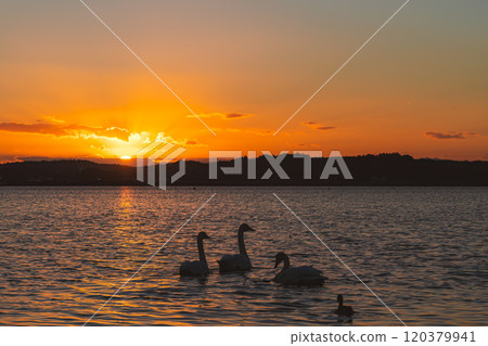 天鵝被夕陽和夢幻般的黃昏染紅 天鵝被夕陽和夢幻般的黃昏染紅 120379941