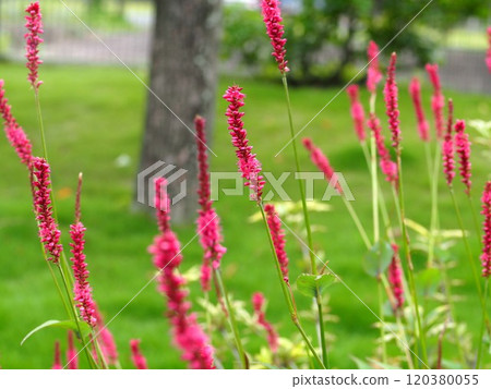 Ecological photo of Persicaria flower Ecological photo of Persicaria flower 120380055