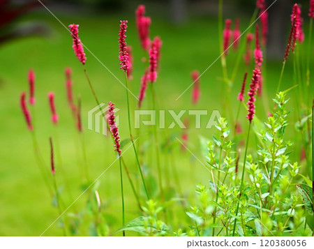 Ecological photo of Persicaria flower Ecological photo of Persicaria flower 120380056
