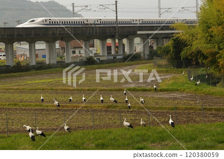 Many storks seeing off the Shinkansen Many storks seeing off the Shinkansen 120380059