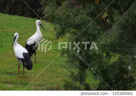 A stork descends on a rural mountain 120380062