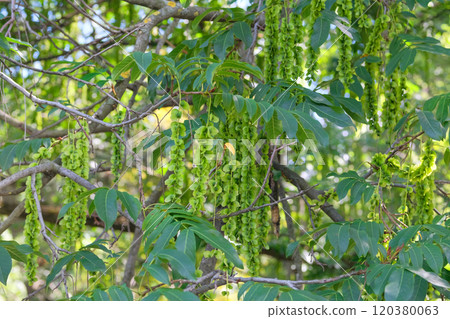 Characteristic fruits of Caucasian wingnut. Pterocarya fraxinifolia in park in summer. Romantic plants. Green leaves in garden.  120380063