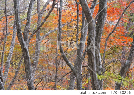 鳴子 K 與秋天的落葉 120380296