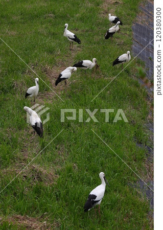 A flock of storks landing on a field to rest 120380300