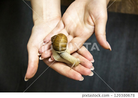 Woman hold in hands a grape snail. Woman hold in hands a grape snail. 120380678