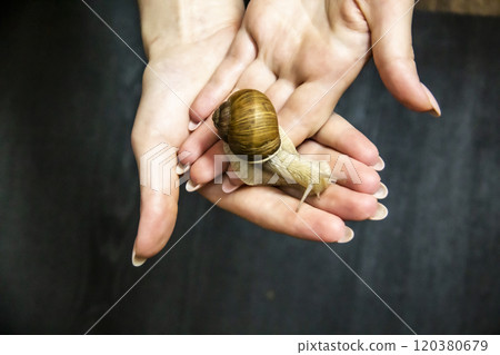 Woman hold in hands a grape snail. 120380679
