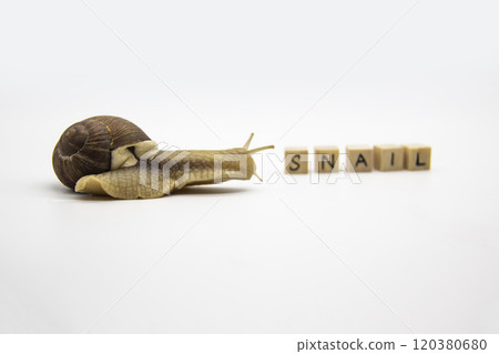 Beautiful grape snail move to wooden cubes. On cubes written word SNAIL Beautiful grape snail move to wooden cubes. On cubes written word SNAIL 120380680