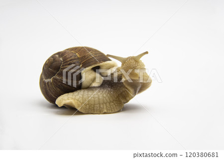 Beautiful grape snail isolated on a white background Beautiful grape snail isolated on a white background 120380681