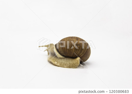 Beautiful grape snail isolated on a white background Beautiful grape snail isolated on a white background 120380683