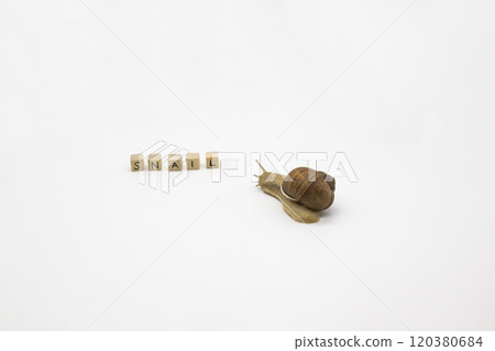 Beautiful grape snail move to wooden cubes. On cubes written word SNAIL Beautiful grape snail move to wooden cubes. On cubes written word SNAIL 120380684