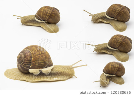 Set of various position of grape snails isolated on white background. Five beautiful grape snail. Set of various position of grape snails isolated on white background. Five beautiful grape snail. 120380686