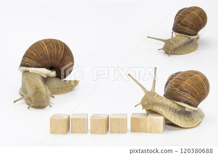 Set of various position of grape snails isolated on white background. Three beautiful grape snails. One snail move on wooden cubes 120380688