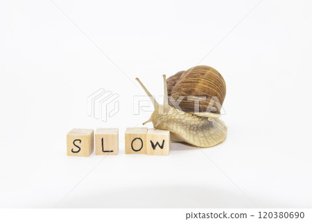 Beautiful grape snail move to wooden cubes. On cubes written word SLOW Beautiful grape snail move to wooden cubes. On cubes written word SLOW 120380690