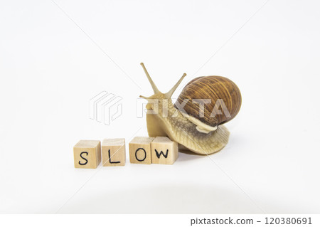 Beautiful grape snail move to wooden cubes. On cubes written word SLOW Beautiful grape snail move to wooden cubes. On cubes written word SLOW 120380691