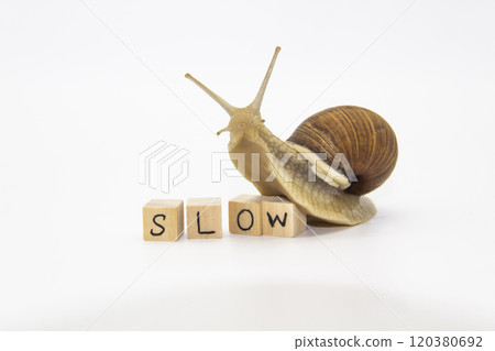 Beautiful grape snail move to wooden cubes. On cubes written word SLOW Beautiful grape snail move to wooden cubes. On cubes written word SLOW 120380692