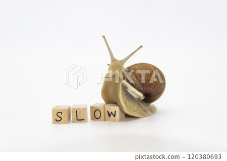Beautiful grape snail move to wooden cubes. On cubes written word SLOW 120380693