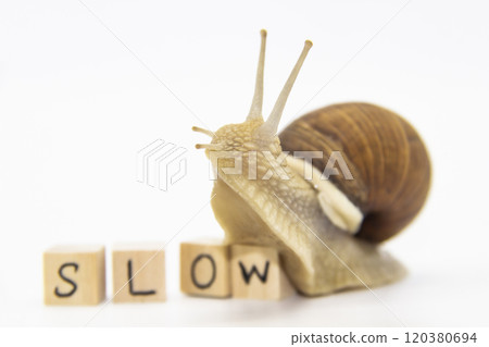 Beautiful grape snail move to wooden cubes. On cubes written word SLOW Beautiful grape snail move to wooden cubes. On cubes written word SLOW 120380694