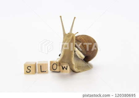 Beautiful grape snail move to wooden cubes. On cubes written word SLOW Beautiful grape snail move to wooden cubes. On cubes written word SLOW 120380695