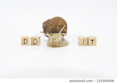 Beautiful grape snail move between wooden cubes. On cubes written words DO IT Beautiful grape snail move between wooden cubes. On cubes written words DO IT 120380696