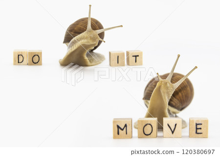 Set of various position of grape snails isolated on white background. Two beautiful grape snails move to wooden cubes. On cubes written words Do it and MOVE Set of various position of grape snails isolated on white background. Two beautiful grape snails move to wooden cubes. On cubes written words Do it and MOVE 120380697