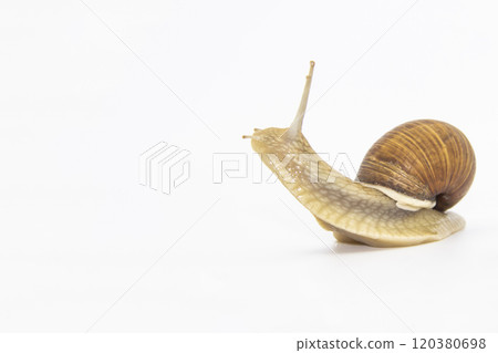 Beautiful grape snail isolated on a white background 120380698