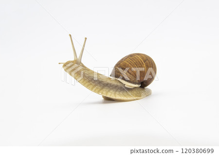 Beautiful grape snail isolated on a white background Beautiful grape snail isolated on a white background 120380699
