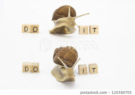 Set of various position of grape snails isolated on white background. Two beautiful grape snails move next wooden cubes. On cubes written words DO IT Set of various position of grape snails isolated on white background. Two beautiful grape snails move next wooden cubes. On cubes written words DO IT 120380705
