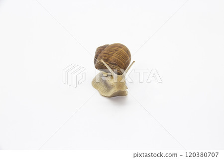 Snail on the white background. Snail moving forward against white background Snail on the white background. Snail moving forward against white background 120380707