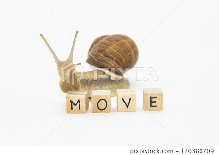 Beautiful grape snail move next wooden cubes. On cubes written words MOVE 120380709