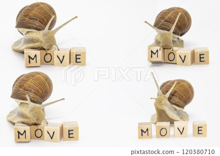 Set of various position of grape snails isolated on white background. Four beautiful grape snails move on wooden cubes. On cubes written word MOVE Set of various position of grape snails isolated on white background. Four beautiful grape snails move on wooden cubes. On cubes written word MOVE 120380710