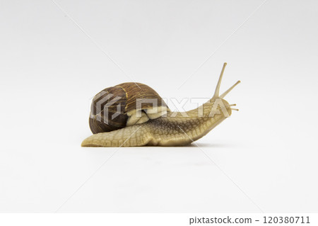 Snail on the white background. Snail moving forward against white background Snail on the white background. Snail moving forward against white background 120380711