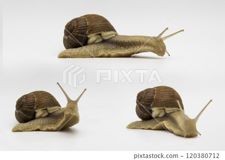 Set of various position of grape snails isolated on white background. Three beautiful grape snails. One snail move on wooden cubes 120380712