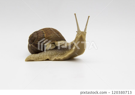 Beautiful grape snail isolated on white background. The snail looks directly into the camera Beautiful grape snail isolated on white background. The snail looks directly into the camera 120380713