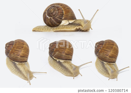 Set of various position of grape snails isolated on white background. Four beautiful grape snails. Set of various position of grape snails isolated on white background. Four beautiful grape snails. 120380714