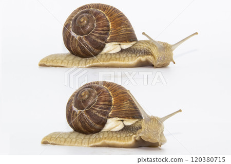 Set of various position of grape snails isolated on white background. Two beautiful grape snail. Set of various position of grape snails isolated on white background. Two beautiful grape snail. 120380715
