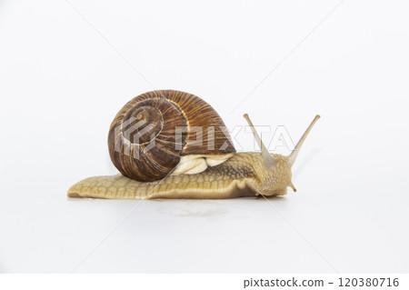 Snail on the white background. Snail moving forward against white background Snail on the white background. Snail moving forward against white background 120380716