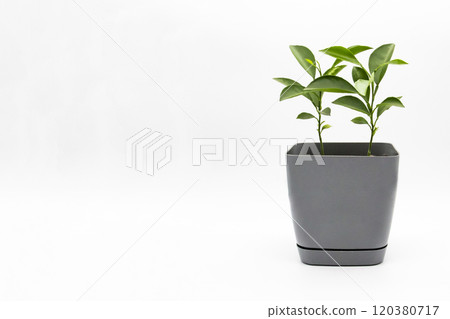Two lemons grow in a flower pot isolated on white background. 120380717