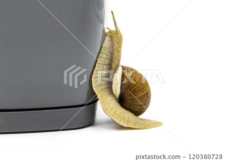 Beautiful grape snail go up on flower pot isolated on a white background Beautiful grape snail go up on flower pot isolated on a white background 120380728