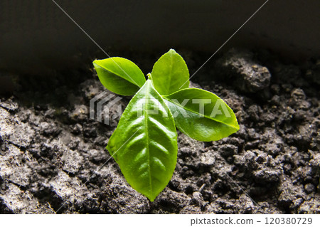 Small lemon leaves grow from the ground. Small lemon leaves grow from the ground. 120380729