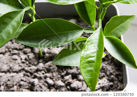 Lemon leaves grow from the ground in a flower pot Lemon leaves grow from the ground in a flower pot 120380730