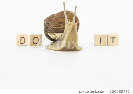 Beautiful grape snail move between wooden cubes. On cubes written words DO IT 120380771
