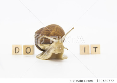 Beautiful grape snail move between wooden cubes. On cubes written words DO IT 120380772