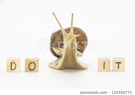 Beautiful grape snail move between wooden cubes. On cubes written words DO IT Beautiful grape snail move between wooden cubes. On cubes written words DO IT 120380773