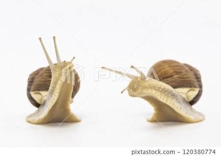 Set of various position of grape snails isolated on white background. Two beautiful grape snail talk Set of various position of grape snails isolated on white background. Two beautiful grape snail talk 120380774