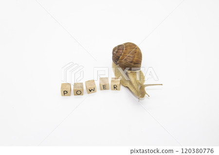 Beautiful grape snail move to wooden cubes. On cubes written word Power 120380776
