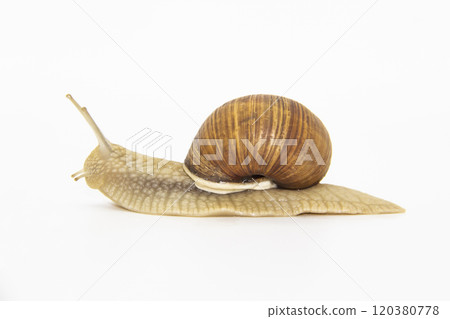 Beautiful grape snail isolated on a white background Beautiful grape snail isolated on a white background 120380778