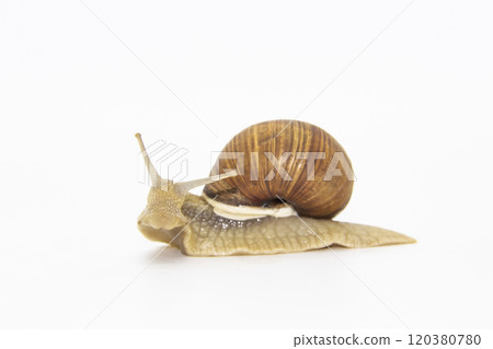 Beautiful grape snail isolated on a white background Beautiful grape snail isolated on a white background 120380780