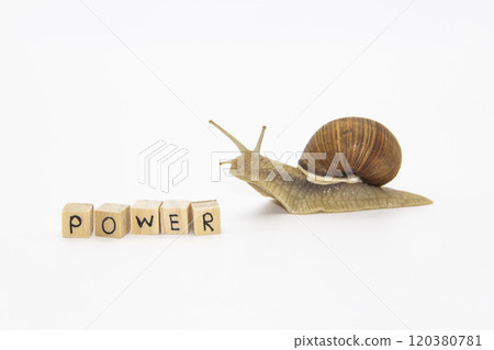 Beautiful grape snail move to wooden cubes. On cubes written word Power Beautiful grape snail move to wooden cubes. On cubes written word Power 120380781