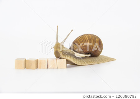Beautiful grape snail move next wooden cubes. Beautiful grape snail move next wooden cubes. 120380782
